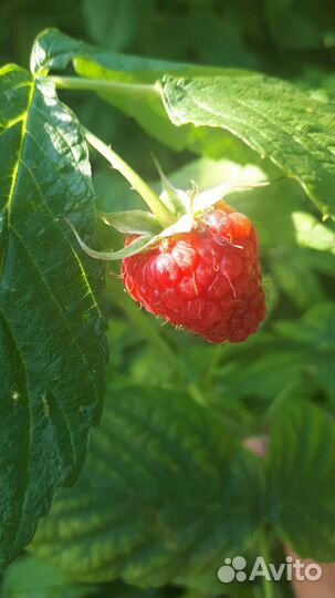 Ремонтантная малина саженцы