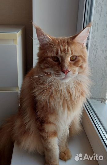 Котята мейн-кун