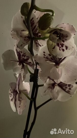 Орхидея фаленопсис