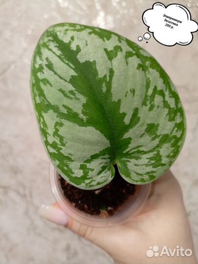 Эпипремнумы