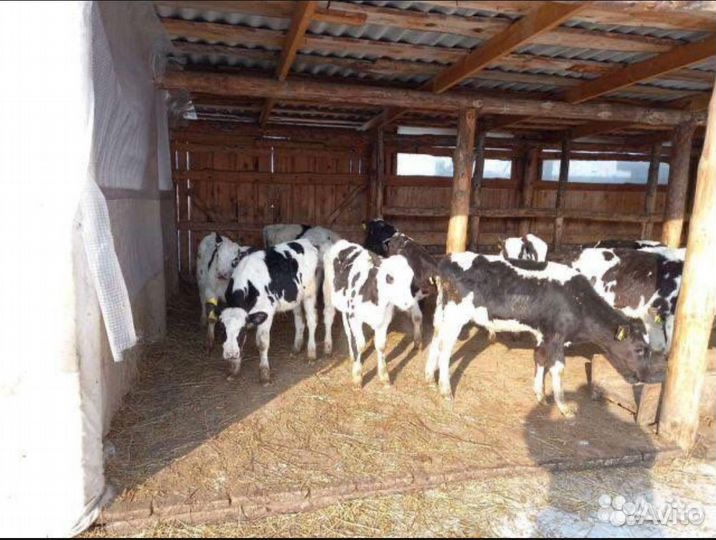 Бычки и телята