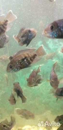 Берюзовые акары