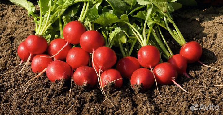 Семена Редиса 