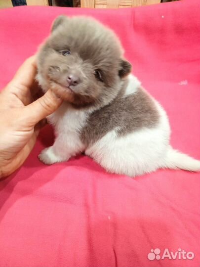 Померанский шпиц лиловый пати-колор