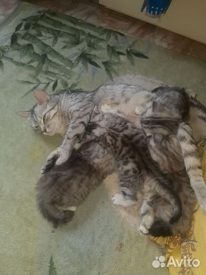 Котята бриташки