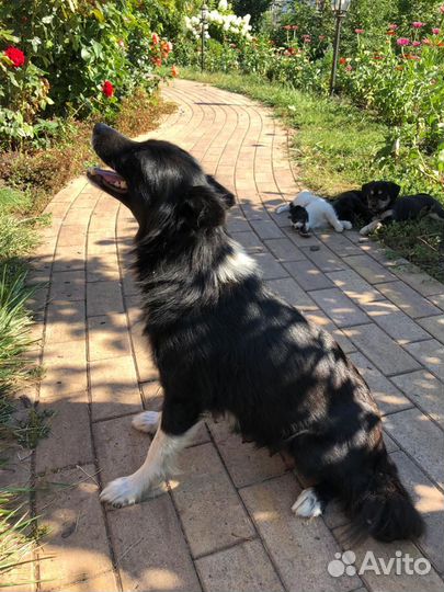 Отдам щенка в хорошие руки