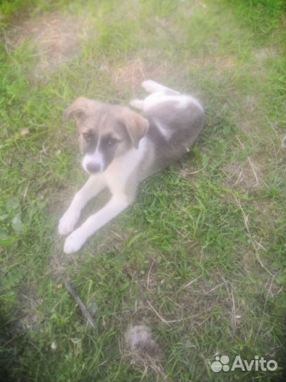 Собака в добрые руки отдам бесплатно