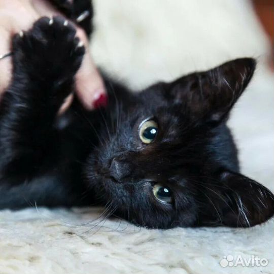 Котенок черный бесплатно