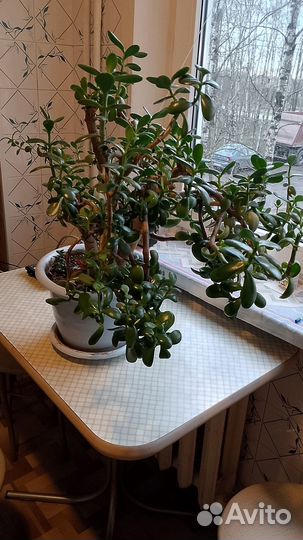 Комнатные растения цветы большие