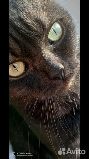 Кошка