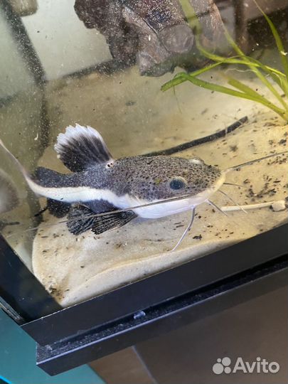 Краснохвостый сом