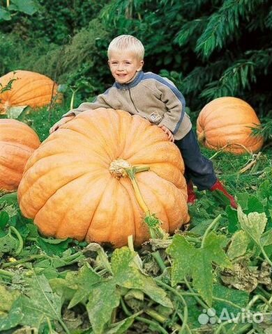 Огородные семена, большой выбор