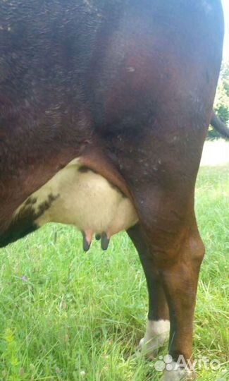 Коровы дойные, стельные, бычки, телки, нетели