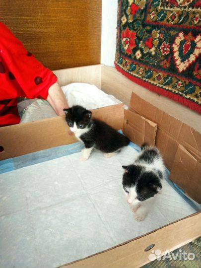 Котята в добрые руки