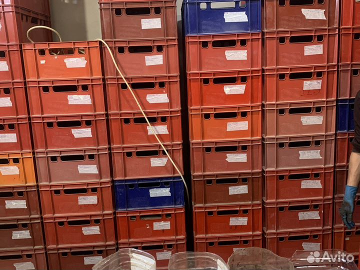 Червь дендробена