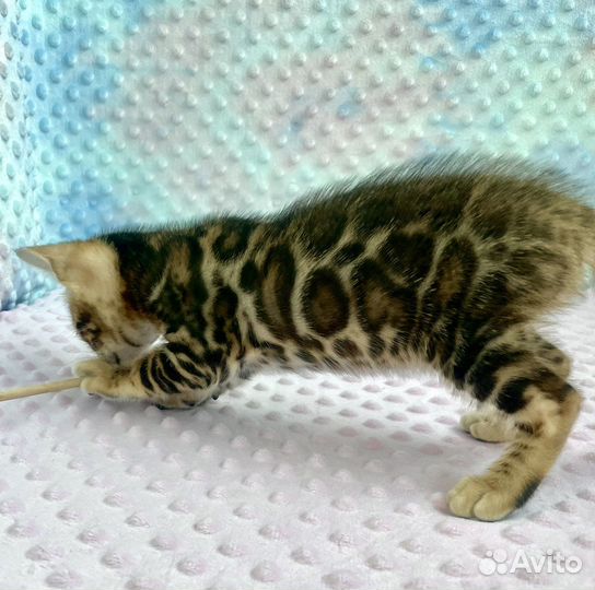 Бенгальские котята Бенгал Бенгальская