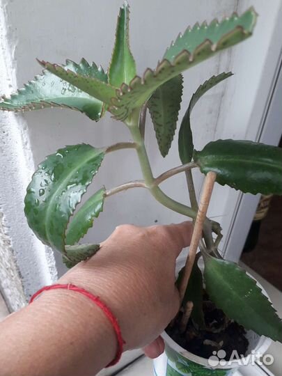 Гибискус,сансевиерия, толстянка,каланхое,фиттония