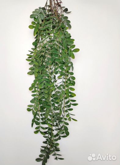 Растения для вдохновения фисташка опт