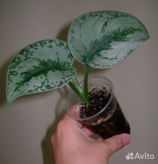 Сциндапсусы,филодендроны,циссусы,гиностемма