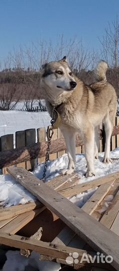 Собака лайка ищет дом
