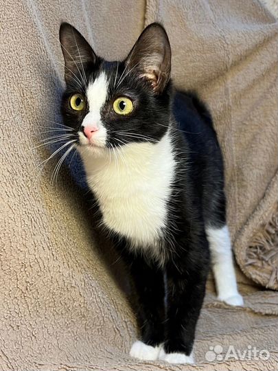 Котенок в Добрые Руки