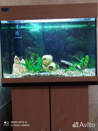 Аквариум