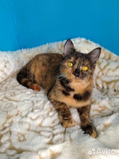 Особенная Ириска