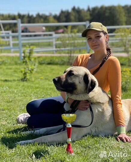 Щенки турецкого кангала