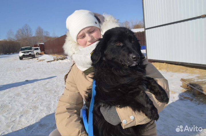 Собака в добрые руки