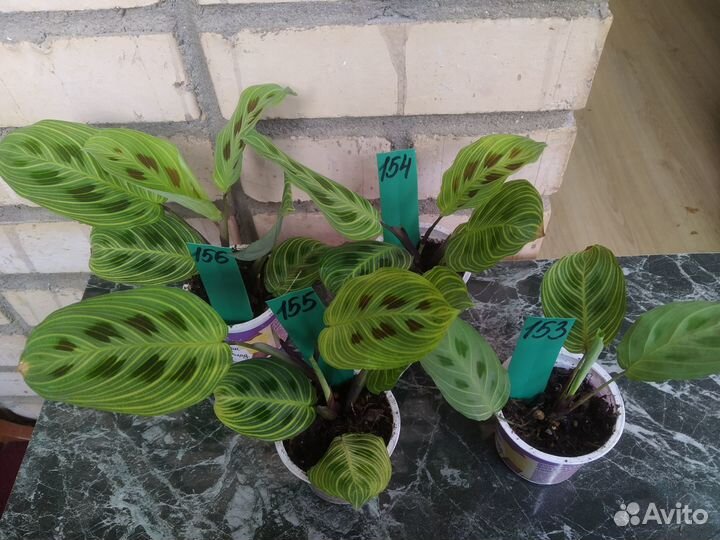 Маранты 6 сортов