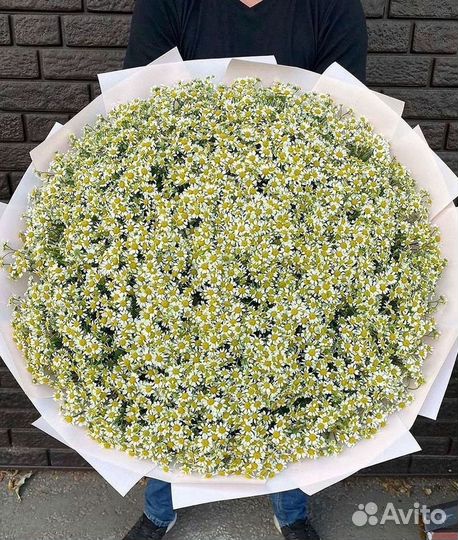 Доставка цветов. Ромашки