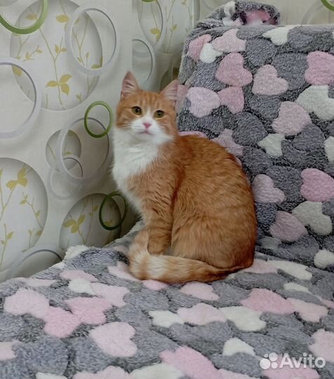 Котенок в хорошие руки