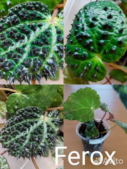 Бегонии природники, часть 3