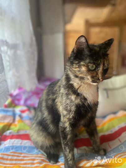 Кошка Челси в дар