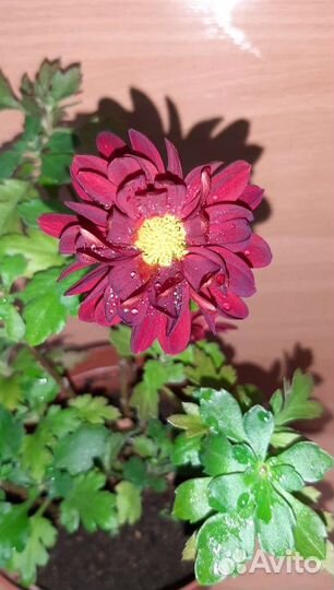 Хризантема