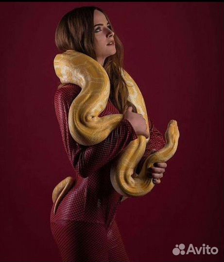 Фотосессия со Змеями (аренда)