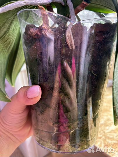 Орхидея фаленопсис