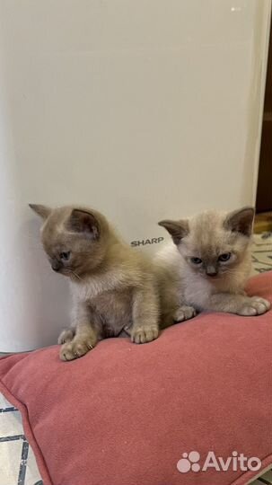 Котята европейской бурмы