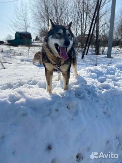 Собака в добрые руки