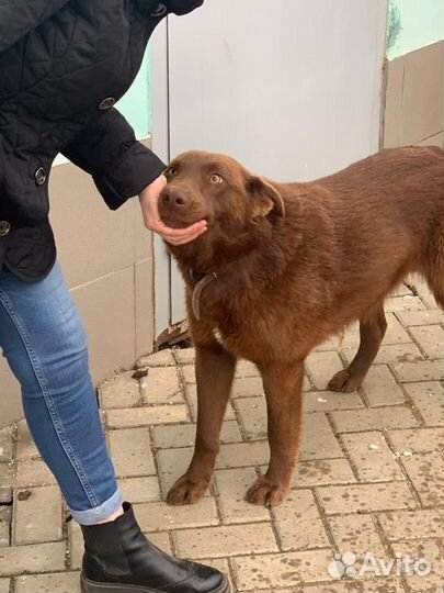 Шоколодный пёс ищет дом, выживает на ж/д вокзале
