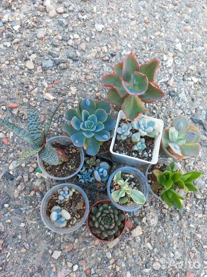 Суккуленты: наборы 1000-1500