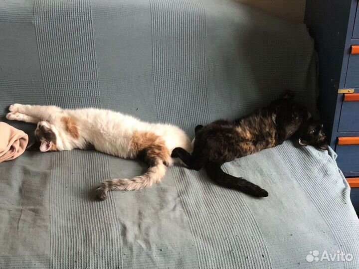 Кошка Мышка в дар, стерилизована, привита