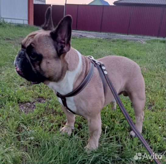 Французский бульдог вязка