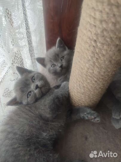 Последний мальчик