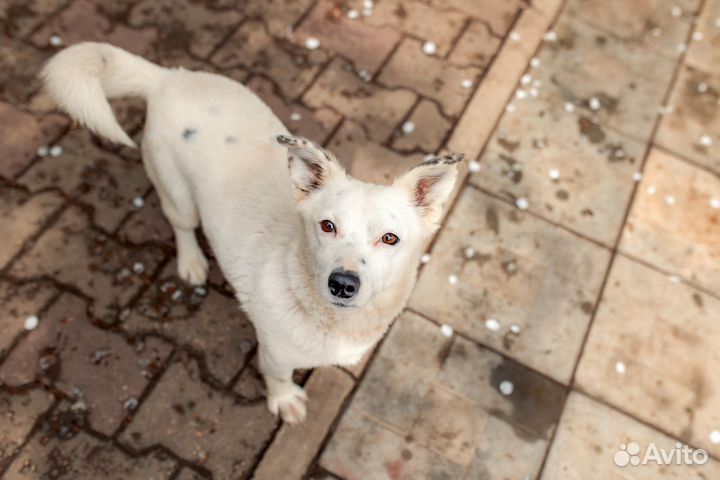 Миниатюрная Тэффи в добрые руки