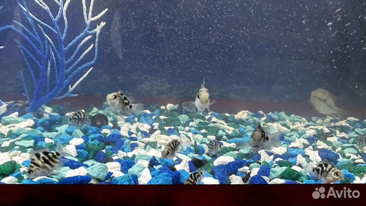 Рыбка сапфировый попугай