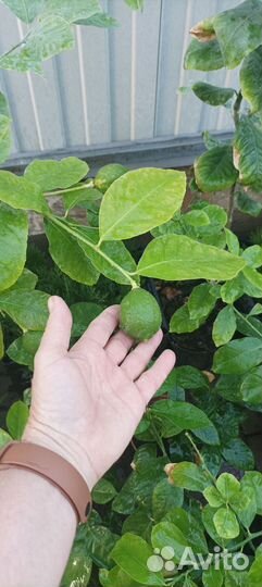 Лимонное дерево