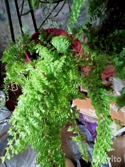 Хлорофитум кудрявый. Алое вера. Папоротник