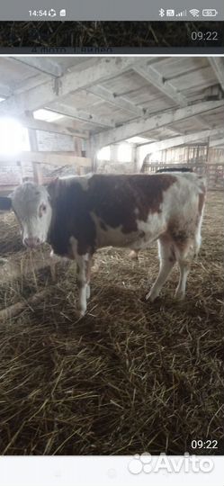 Новый привоз Бычки 6 7 мес 4 гол