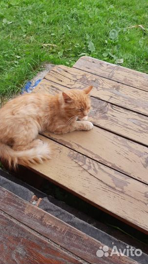 Рыжий котик